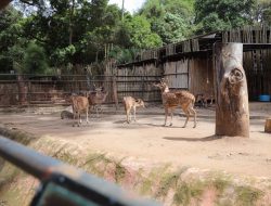 Kebun Binatang Bandung Sepi Peminat, Baru 4 Lembaga Daftar Jelang Deadline